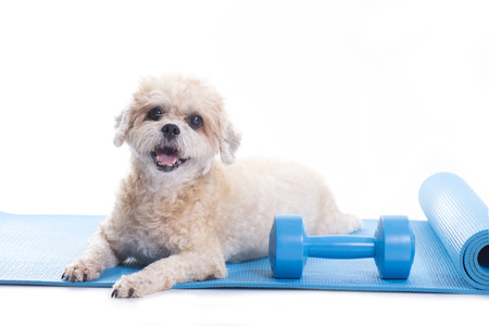 dog on yoga mat, on white backgroundの写真素材