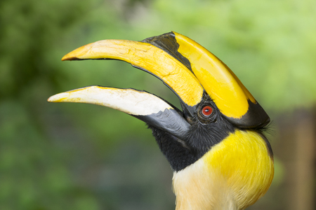 Close up of Yellow Billed Hornbillの写真素材