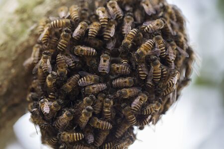 Macro shot of bees swarming on a honeycombの写真素材