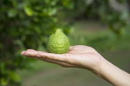 Woman hand holding bergamot on treeの写真素材