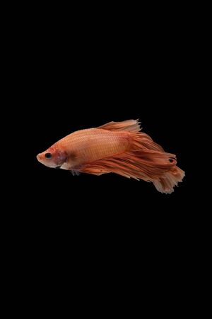 moving moment of orange siamese fighting fish isolated on black backgroundの写真素材