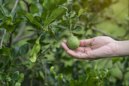 Woman hand holding bergamot on treeの写真素材