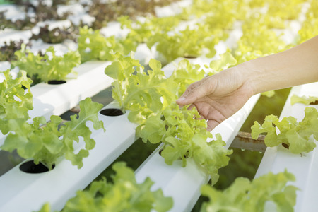 Close up hand holding hydroponics plantの写真素材