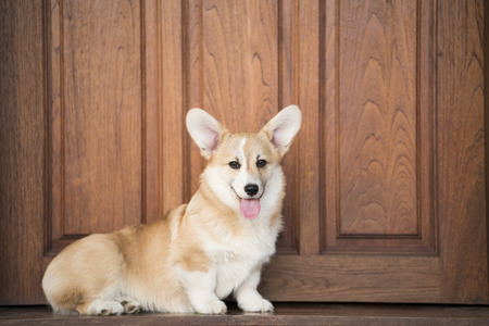 Corgi dog standing in front of the doorの写真素材