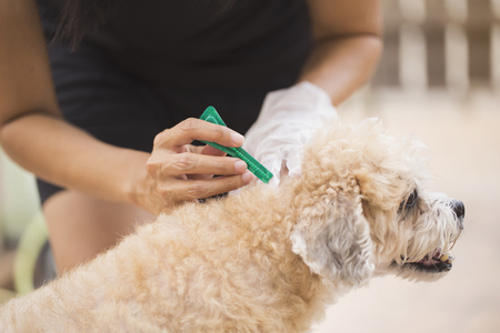 tick and flea prevention for a dogの写真素材