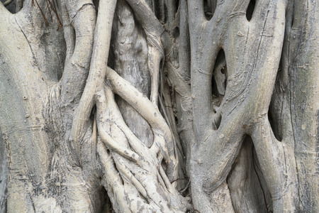 dry tree bark texture backgroundの写真素材