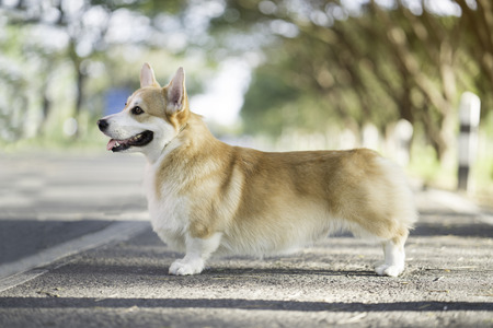 Corgi dog in summer sunny dayの写真素材