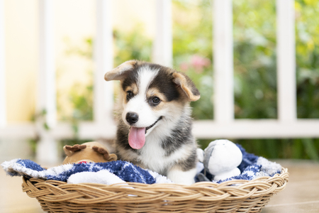 Corgi puppy or dog sitting in a basket in a sunny day happily の写真素材