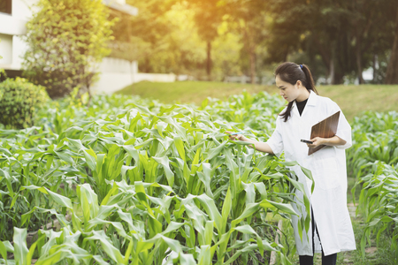 Biotechnology woman engineer examining plant leaf for disease, science and research conceptの写真素材