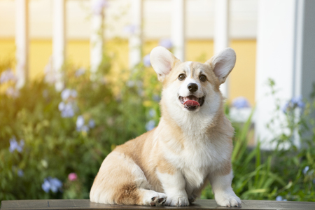 Corgi dog on the grass in summer sunny dayの写真素材