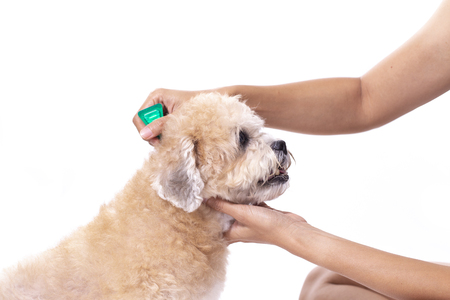 tick and flea prevention for a dog on white backgroundの写真素材