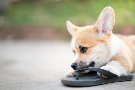 Welsh corgi dog playing owners  flip flopの写真素材