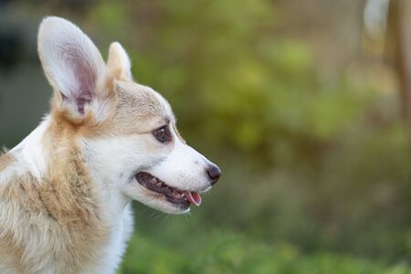 Corgi dog pet on the grass in summer sunny dayの写真素材