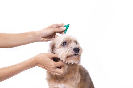 close up hand of woman applying tick and flea prevention for her dog on isolated and white backgroundの写真素材