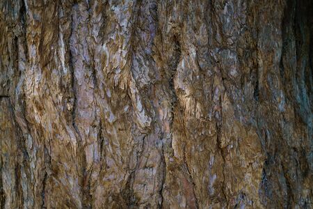 dry tree bark texture and background, nature conceptの写真素材