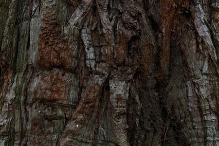 dry tree bark texture and background, nature concept
