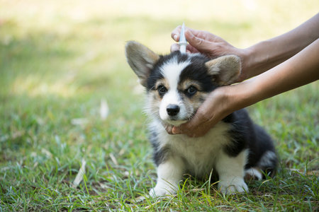 Close up woman applying tick and flea prevention treatment and medicine to her dog or pet