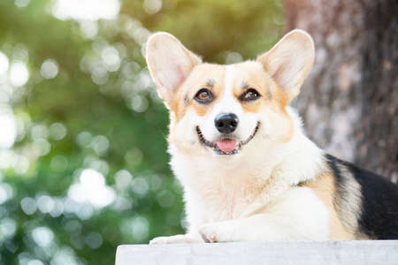 Corgi dog smile and happy in summer sunny dayの写真素材