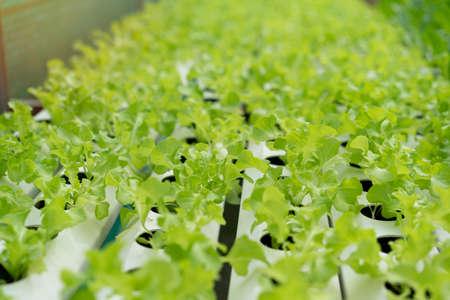 cultivation hydroponics green vegetable in farmの写真素材