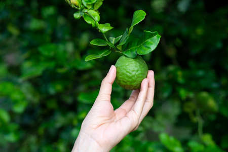 Woman hand holding bergamot on treeの写真素材