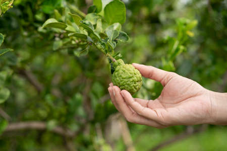 Woman hand holding bergamot on treeの写真素材