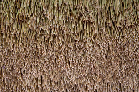 Brown dry grass lines pattern for nature leaves grass roof or wall, background and texture .の写真素材