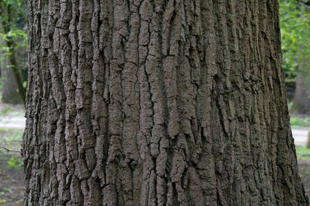 dry tree bark texture and background, nature conceptの写真素材