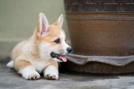 Corgi baby dog wait for someone in summer sunny dayの写真素材