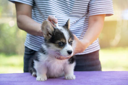 Close up woman applying tick and flea prevention treatment and medicine to her dog or petの写真素材