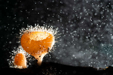 Red Cup fungi found in tropical and subtropical forest, close upの写真素材