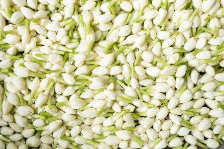 Jasmine flower after harvest, close up