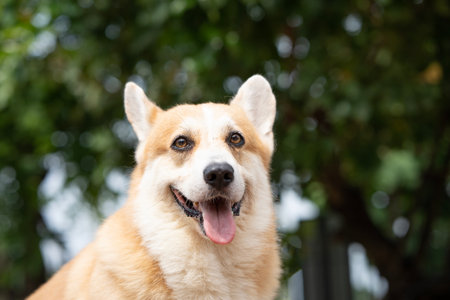 close up corgi dog in summer sunny dayの写真素材