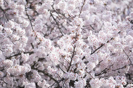 Close-up shot of pink Sakura flowers on a branch, nature in Japan conceptの写真素材