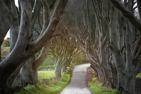 A road runs through the Dark Hedges tree tunnel at sunrise in Northern Ireland, travel conceptの写真素材