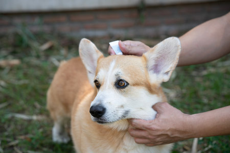 Close up woman applying tick and flea prevention treatment and medicine to her corgi dog or petの写真素材