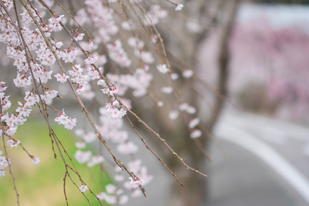 Close-up shot of pink Sakura flowers on a branch, nature in Japan conceptの写真素材