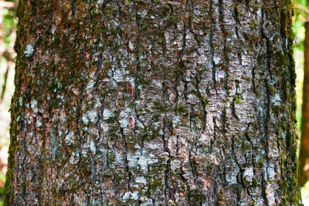 dry tree bark texture and background, nature conceptの写真素材