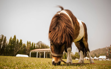 Little cute ponyの写真素材