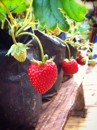 Strawberry plantsの素材