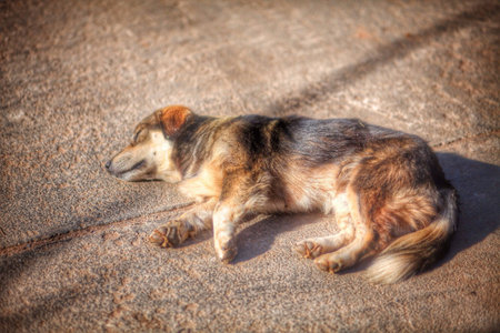 Lazy dog is laying down on the floorの素材
