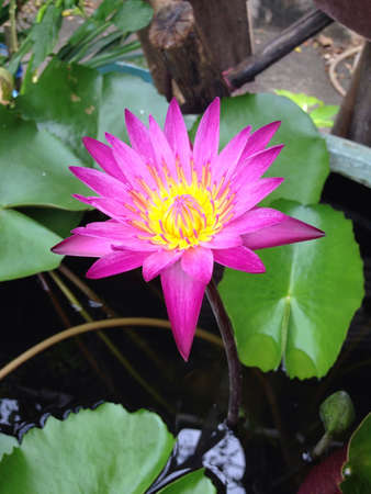 Blooming Pink lotus in the gardenの素材