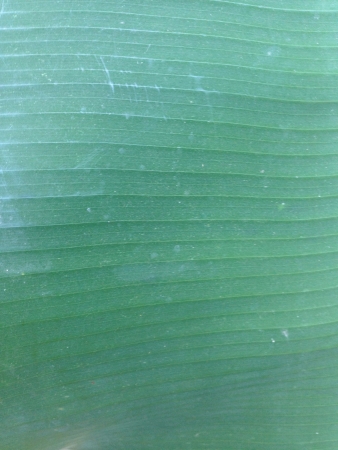 Textured green banana leaf の素材