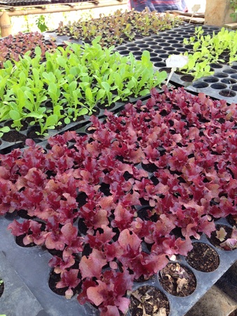 Growing vegetables in a plant nurseryの素材