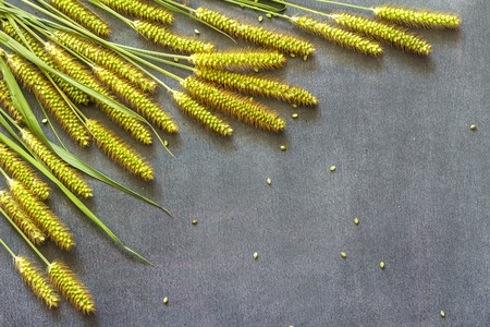 Field spikelets and grass on the black backgroundの写真素材