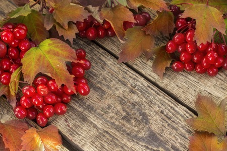 Red viburnum with leaves on the old wooden backgroundの写真素材