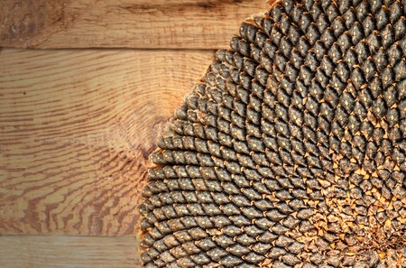 close up of the seeds in sunflower.の写真素材