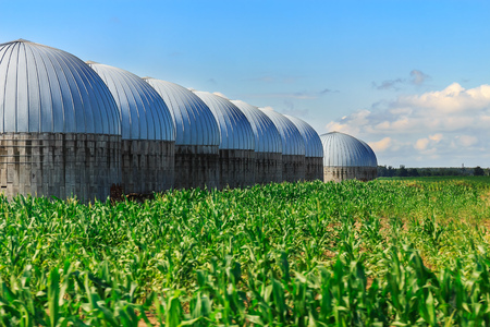 Grain Silos in Corn Field.の写真素材