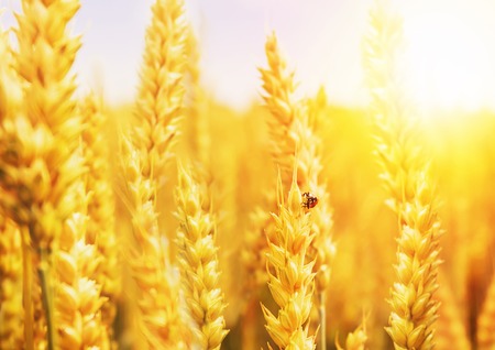 Golden wheat field with ladybugの写真素材
