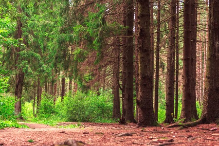 Beautiful wild forest after rain. Sammer day