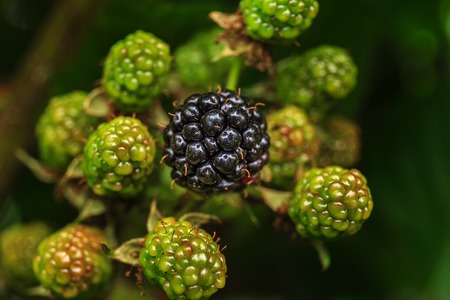 ripe and unripe blackberries on the bush with selective focus. Bunch of blackberries.の写真素材